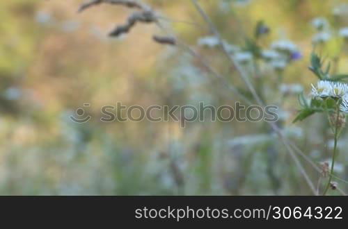 wild herbs and flowers