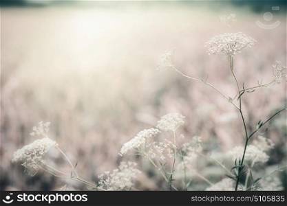 Wild herbs at morning sunlight, outdoor nature background , muted colors