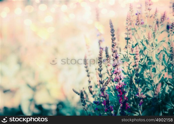 Wild herbs blooming , floral outdoor nature background