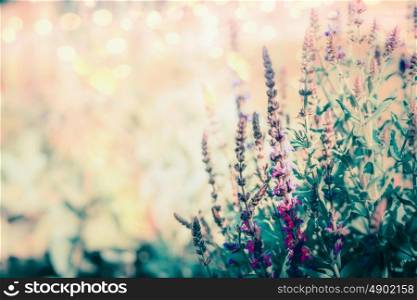 Wild herbs blooming , floral outdoor nature background