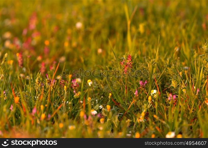 Wild herbs in spring with small flowers