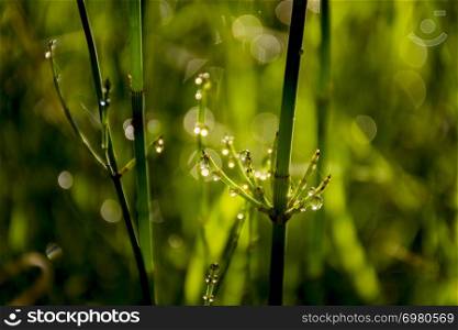 wild herbs with water drops at sunrise. Close-up. Bokeh effects. Green natural background.