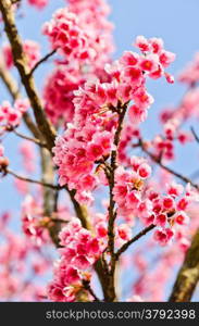 Wild Himalayan cherry blooming (Prunus cerasoides)