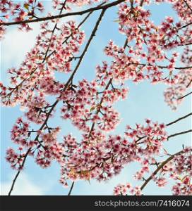 Wild Himalayan cherry blossom