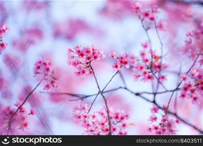 Wild Himalayan Cherry Blossom beautiful pink cherry blossoming flower branches on nature outdoors. Pink Sakura flowers of Thailand, dreamy romantic image spring, landscape