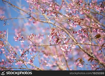 Wild Himalayan Cherry Blossom, beautiful pink sakura flower at winter landscape