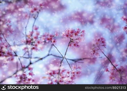 Wild Himalayan Cherry Blossom, beautiful pink sakura flower at winter with snow landscape