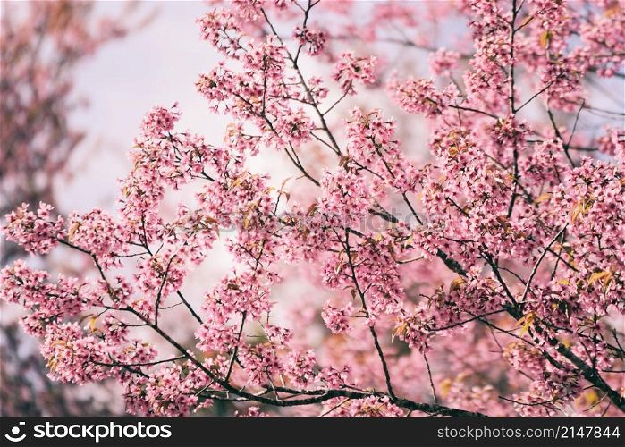 Wild Himalayan Cherry Blossom on tree, beautiful pink sakura flower at winter landscape tree with blue sky