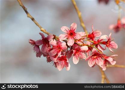 wild himalayan cherry, closeup of Thai sakura flower