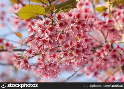 wild himalayan cherry, closeup of Thai sakura flower
