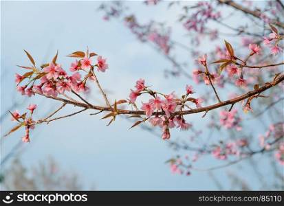 Wild Himalayan cherry flower in blue sky