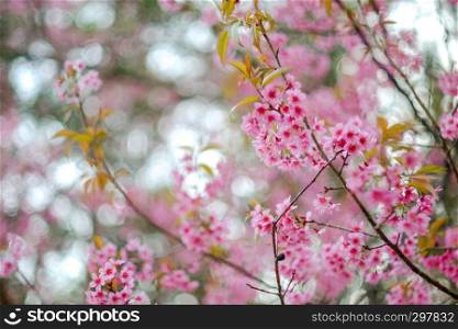 Wild Himalayan Cherry or Prunus cerasoides in science name blooming on winter season with bokeh background