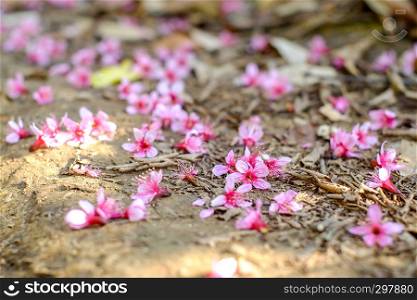 Wild Himalayan Cherry or Prunus cerasoides in science name drop on the ground .select focus
