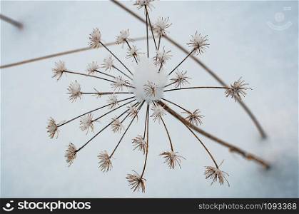 Wild hogweed flower against the snow, Macro view, selective focus, winter nature. Simple and beautiful view