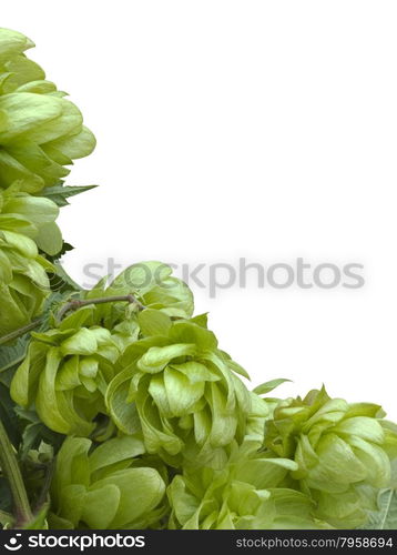 Wild Hop Humulus Lupulus Cutout