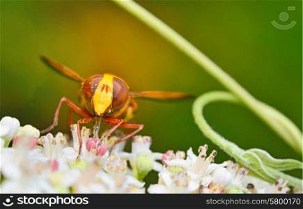 Wild Hornet on flower in forest