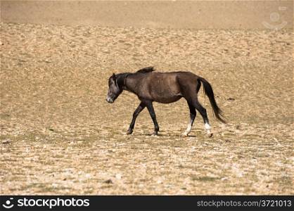 Wild horse at Himalaya mountains landscape. India, Ladakh, altitude 4600m