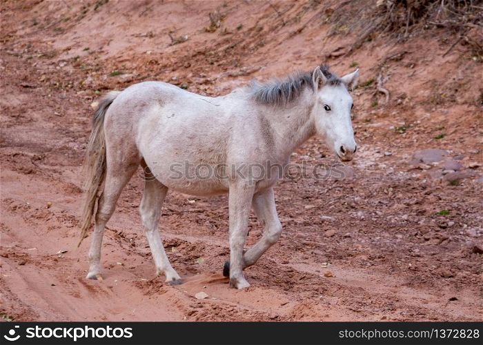 Wild horse Canyon de Chelly