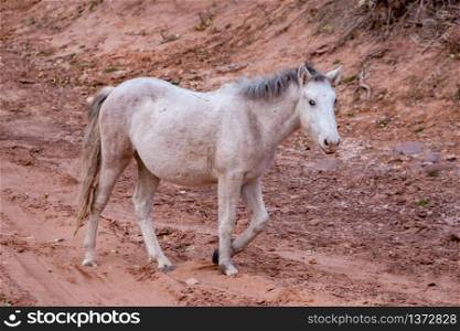 Wild horse Canyon de Chelly