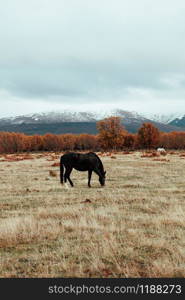 Wild horse in a grassland near a forest an mountains