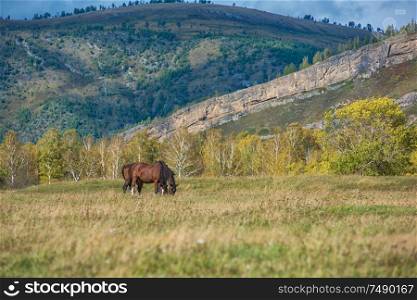 Wild horse in Altai mountain. beauty autumn day. Wild horses in Altai mountain