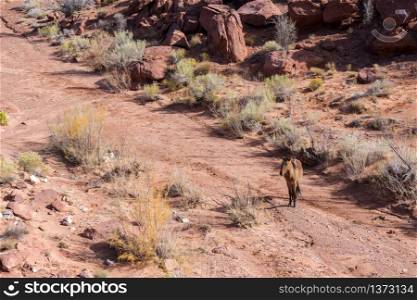 Wild Horse in Monument Valley