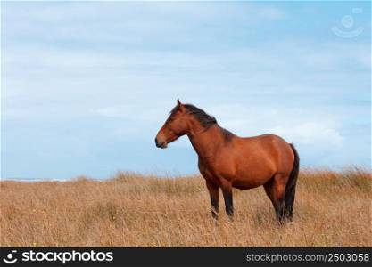 Wild horse in the field on ocean shore