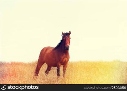 Wild horse standing in the field, vintage color stylized with light leaks