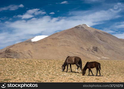 Wild horses at Himalaya mountains landscape. India, Ladakh, altitude 4600m