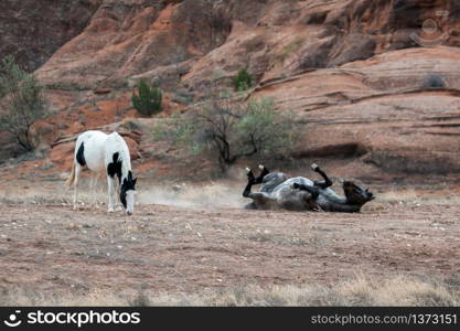 Wild Horses Canyon de Chelly