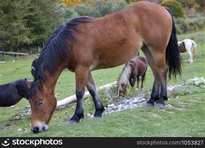 wild horses in Abruzzo National park