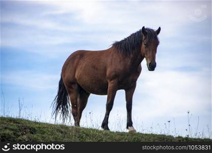 wild horses in Abruzzo National park