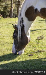 wild horses in Abruzzo National park