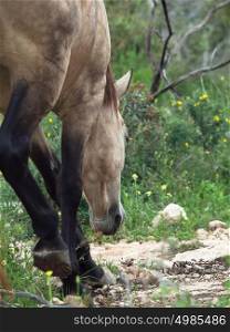 wild horses in movement. Israel