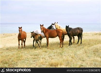 Wild Horses on the Beach. Crimea. Ukraine