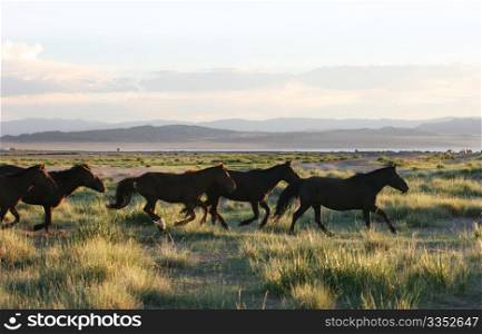 wild horses running through the mongolia prairie