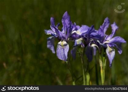 Wild iris blossom along Peak to Peak Highway. Scenic Byway is in Colorado. Flower&rsquo;s nicknames include Rocky Mountain Iris and Western Blue Flag.