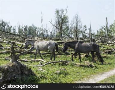 wild konink horses in oostvaarders plassen dutch nature area