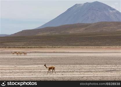 wild lama Vigogna in the Andes, PerA?