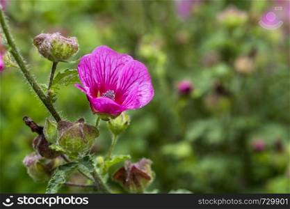 wild lavatera malva flower in pink purple with green background in english garden