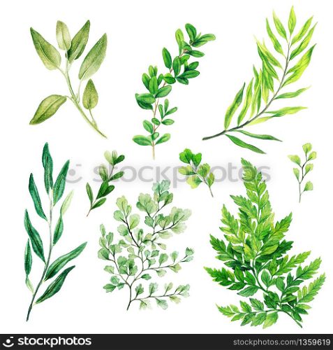 Wild leaves and ferns, Watercolor bright greenery collection, hand drawn illustration.