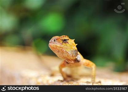 Wild lizard in Thailand close-up