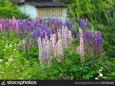 Wild lupines and chamomile flowers growing in green grass