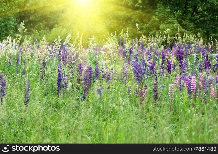 Wild lupines growing in green grass and bright sunlight