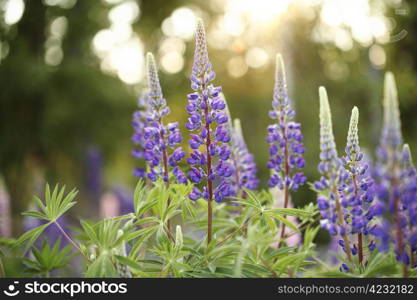 Wild Lupines (Lupinus) flowers in evening light.