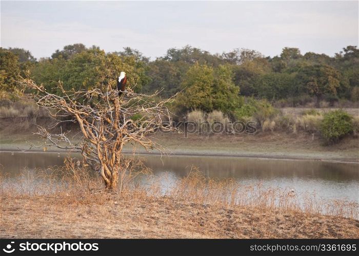 Wild majestic fisheagle on the Luangwa river in Africa