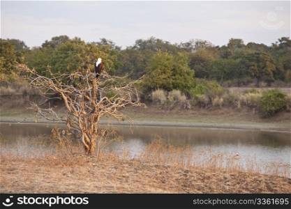 Wild majestic fisheagle on the Luangwa river in Africa