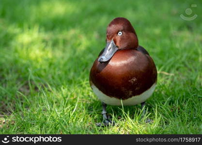 Wild male duck in the green grass