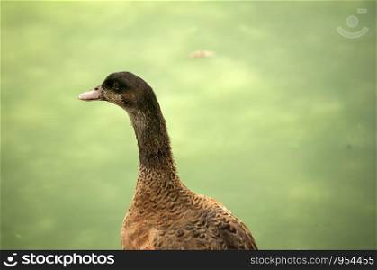 Wild mallard duck head on pond water background closeup