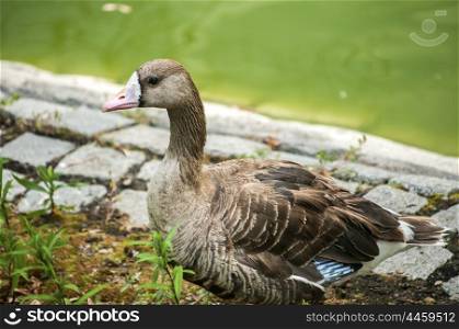 Wild mallard duck on pond stone bank closeup